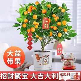 基地直发柑橘盆栽脆蜜脆皮金桔树苗室内室外四季果树可食用