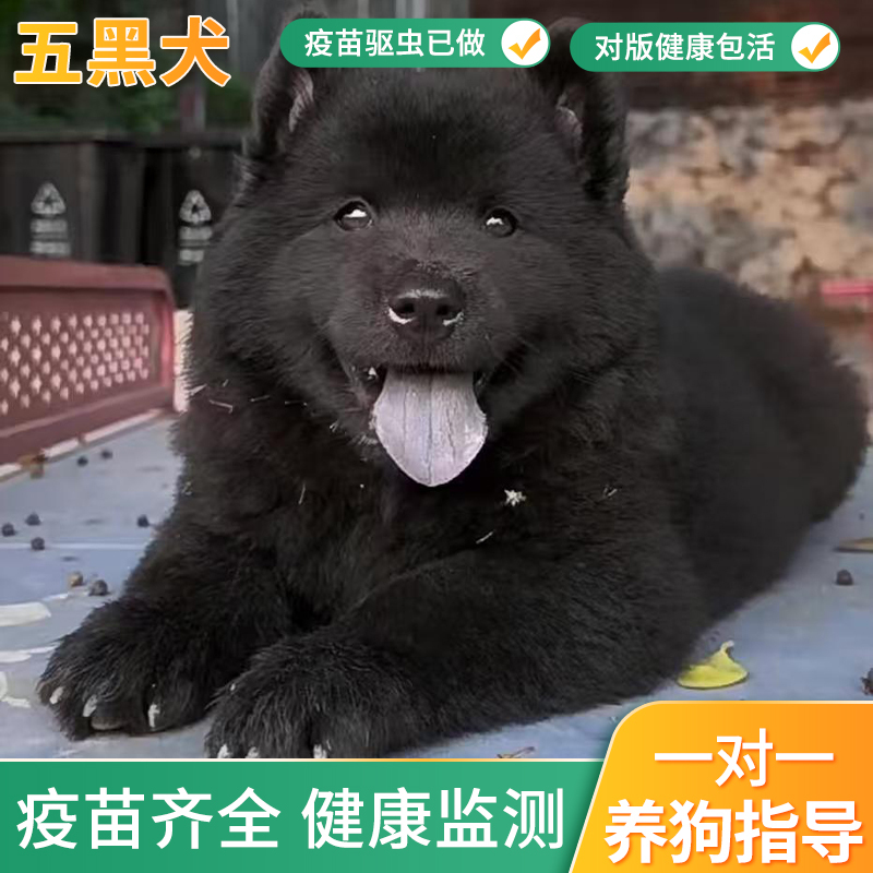 Purebred Five-Black Dog Puppies, All-Black Dogs, Guangxi Native Hunting Dogs, Chinese Rural Dogs, Live Dog Cubs Purebred Five-Black Dog Puppies, All-Black Dogs, Guangxi Native Hunting Dogs, Chinese Rural Dogs, Live Dog Cubs