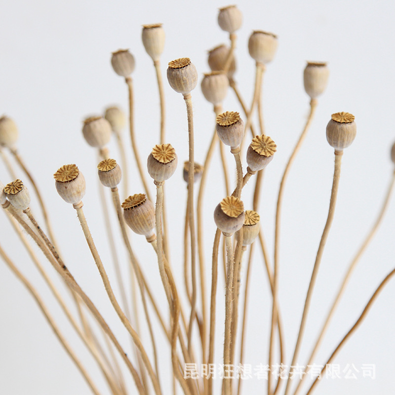 Fantastics dried flower factory direct wholesale natural dried flower fruit category DIY material home decoration