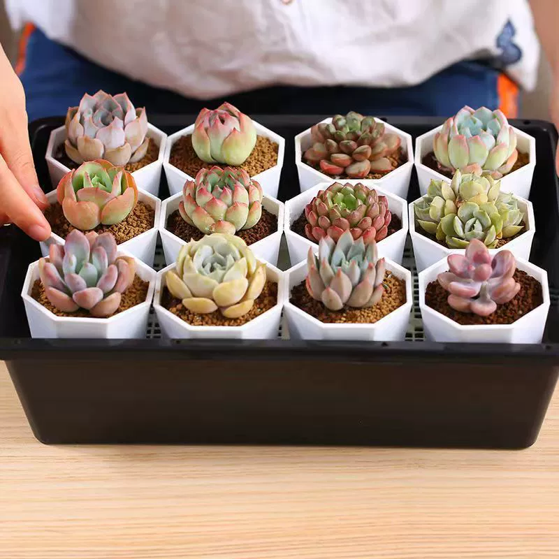 Цветочный горшок для суккулентов творческий простой цветочный горшок Новый утолщенный пластиковый восьмиугольный горшок для рассады специальное предложение оптом Бытовая посадка