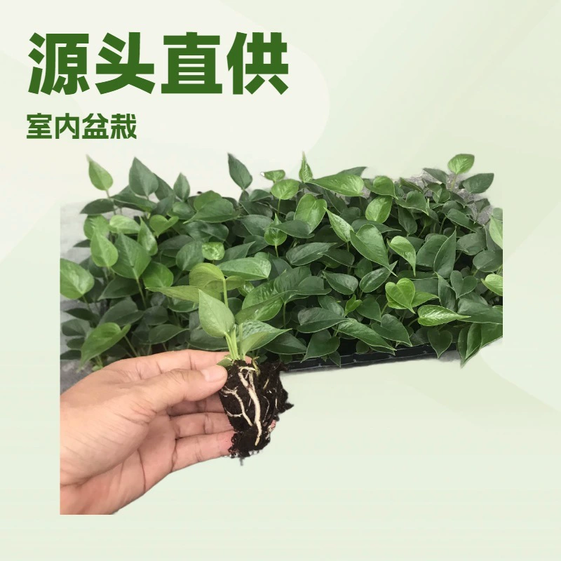 Производители поставляют оптом большое количество комнатных декоративных зеленых растений, антуриумов и саженцев, выращенных методом тканевого культивирования, с цветочными бутонами.