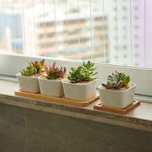 ���⻨��С̖�մɎ��бP�ɐ��������Ӱ�ɫ�L���������ƶ���Y��Y