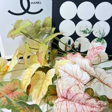 11洺滨GֲɭϵGֲҾӔ[ܛb~R~c