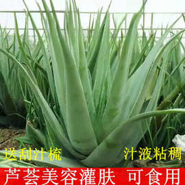 库拉索芦荟盆栽 美容芦荟植物食用芦荟绿植芦荟苗芦荟美容院专用
