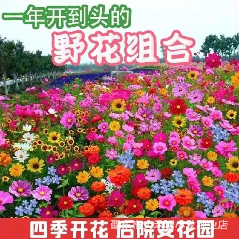 Wildflower Mix Seeds, Perennial, Shade-Tolerant, Drought-Resistant, Easy to Grow in Front of the House, Suitable for Southern Regions, Blooms All Year Round