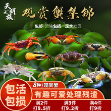 樱桃蟹迷你辣椒观赏蟹套餐深水豹点蟹蝴蝶蟹淡水蟹将军相手螺陆虾