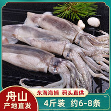 新鲜大鱿鱼仔整只鲜活冷冻舟山生鲜冰冻鱿鱼须烧烤铁板尤鱼海鲜