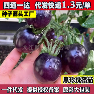 �ڙ��Һڷ��ѷN�ӳ����}Ů�����t���N���ļ�ͥԺ�̨�����߲˷N��