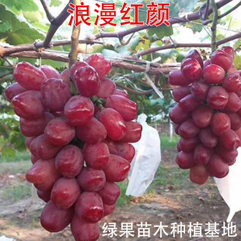 Романтическая красота, саженцы винограда, привитые саженцы винограда, посадка сада, садовые фруктовые деревья, основа для рассады
