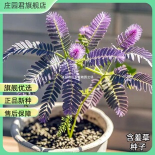 ���߲ݷN�Ӻ����̨����Ȥζֲ���҃�ͥԺ�Gֲ���ѻ����ļ��N��