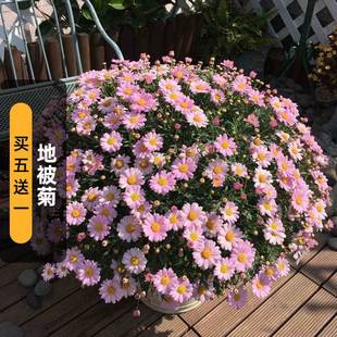 Ground Cover Chrysanthemum Seeds 200 Dwarf Chrysanthemum Seeds Perennial Outdoor Balcony Potted Plants Sown in Spring and Autum