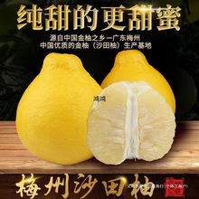 梅州沙田柚包邮纯甜白心柚子新鲜孕妇水果梅县金柚非一件批发