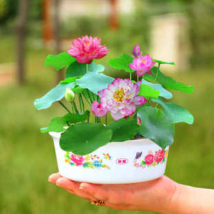Hydroponic Plant Flower Seeds Open Bowl Lotus Seeds Easy to Grow in All Seasons Live Gardening Water-Raised Water Lilies and Lotus Seeds Potted Plants