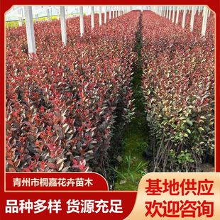 Base Supplies House Gardening Plant Engineering Greening Seedlings, Colorful Leaf Flower Shrubs, Purple Leaf Dwarf Cherry Potted Plants