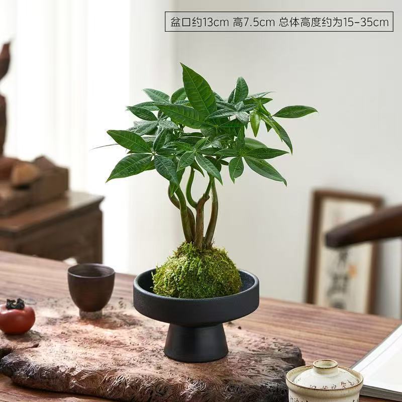Wufu Cây may mắn Rêu bóng + Chân đen mài cát cao