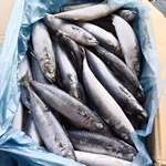 海洋城出口级冷冻鲭鱼青占鱼鲐鲅鱼鲭占鱼冻鱼船冻工厂直销出口品