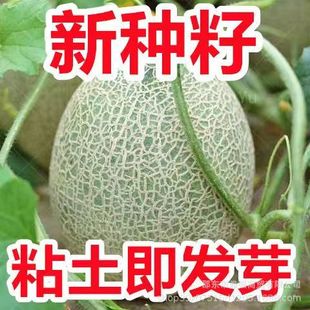 ������ܹϷN�������ϹϷN�����ļ����������Ϸ��߲�ˮ���N����