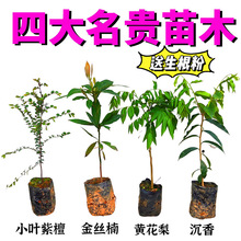 庭院名贵树苗民宿门口黄花金丝楠木植物紫檀庭院农场农家乐