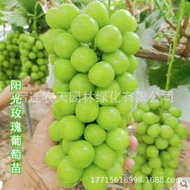 阳光玫瑰藤念葡萄树苗庭院爬藤果树苗盆栽地栽苗南方北方种植树苗