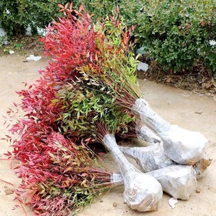Red Tian Bamboo Nandina Bamboo Large Seedling Potted Open Ground Straight Red Beautiful Air Purifying Garden Plant Shrub