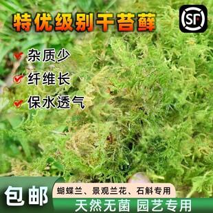 Natural Sphagnum Moss, Dried Moss, Green Moss, Dendrobium Planting, Turtle Hibernation Mat, Phalaenopsis Orchid Nutrient Soil