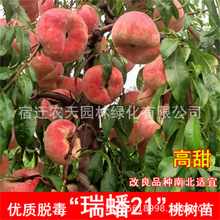 嫁接瑞蟠24号21桃树苗8月底9月初成熟特大脆甜红蟠桃苗当年结果