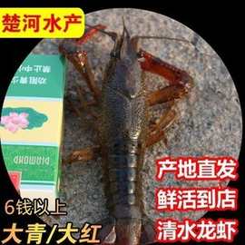 湖北潜江鲜活小龙虾特大清水虾活虾 小龙虾商用批发现捞中青中红