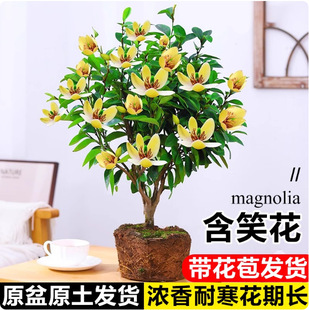 ��Ц�������� �������緼��ֲ���ͺ��ļ����� ͥԺ�̨�҃��⺬Ц