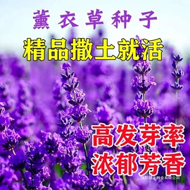 种子;草种子;草坪