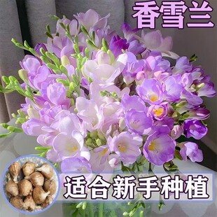 �ļ��_���ذ���ѩ�m�N�������҃����̨ͥԺ�����ͻ������mС�n�m