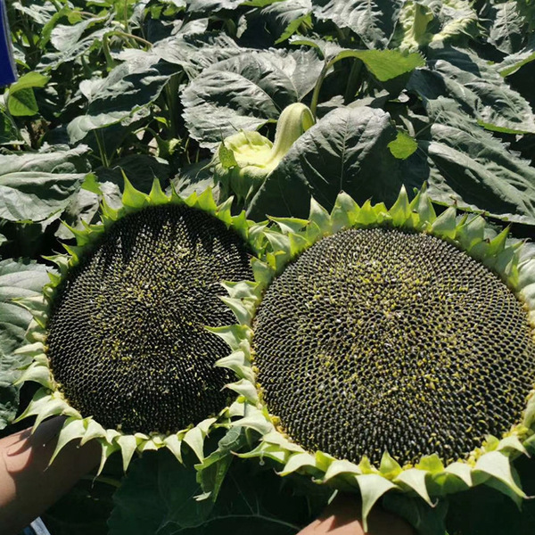 Yanyou American Oil Tiger Short Big Head Sunflower Seeds S668 High…