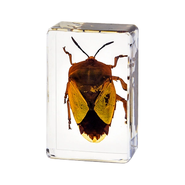 4.5CM small size Lizhi