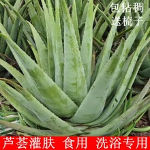 库拉索芦荟盆栽美容可吃叶片芦荟食用芦荟灌肤美容院专用芦荟绿植