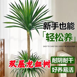 ��Ѫ����^�Ϙ������҃ȴ�����횘�Gֲ�k���Һ��B���F����B�G��