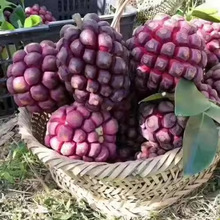 布福娜苗黑老虎苗种子三年果树苗冷饭团种子 大田用种苗种子 水果