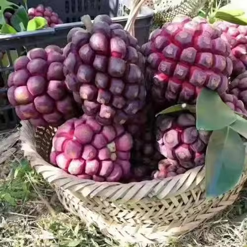 布福娜苗黑老虎苗种子三年果树苗冷饭团种子 大田用种苗种子 水果