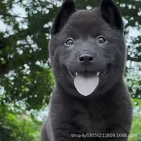 Аутентичные живые щенки Гуанси Five Black Dogs, китайские пасторальные пять черных собак, чистокровные местные охотничьи собаки Гуанси Five Black Dogs