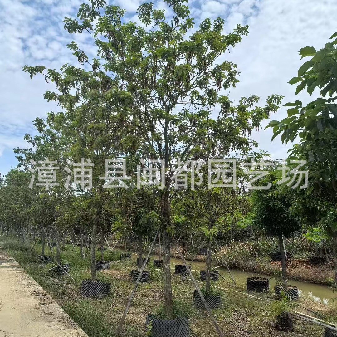 精品黄花风铃木 米径 12cm  市政绿化 福建漳州基地直供 量大价优