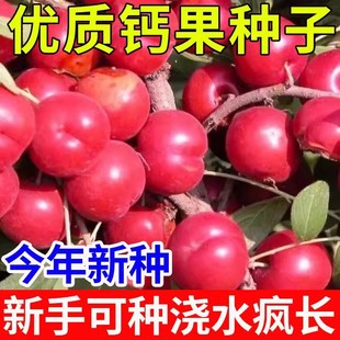 �}���N�Ӹ߮a���ӹ���ˮ���a�}֮�ǚW���N��ԭ�b��ȫ�����Nֲ