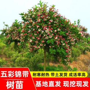 ����\���������ļ��Nֲ�ͺ��͟�t�����\�����绨��ͥԺ����