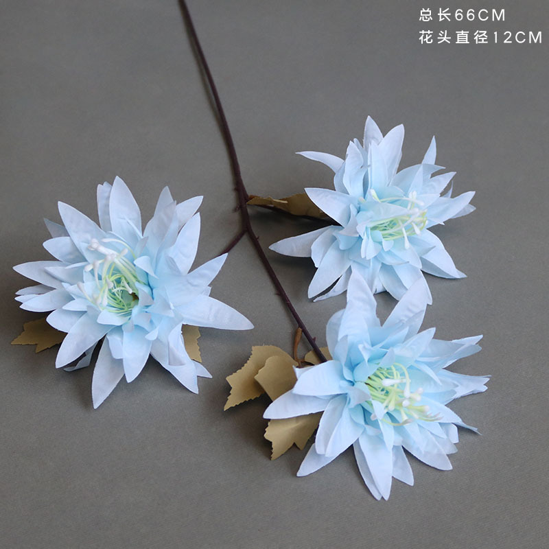 Crisantemo de garra grande azul