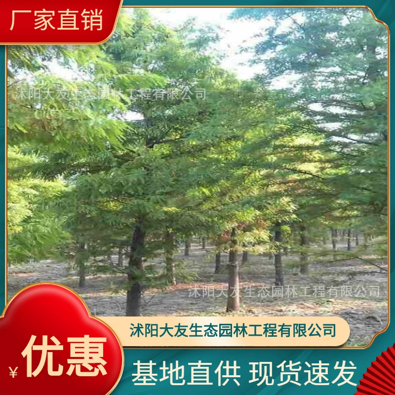 База оптом пруд собственного производства саженцы ели живописное место озеленение дорога сад инженерия озеленение саженцев