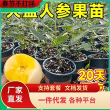 һ�������˲ι����Ϸ���ֲ��������̨�����߲��������＾��������