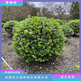��ͩ����ľ�������l�ļ������@���쾰���̾G�����ι�ľҎ���Rȫ