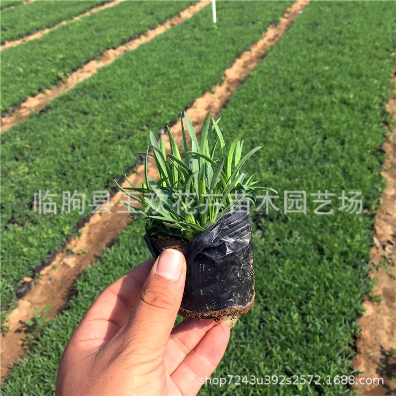 Наземный каменный кресс, многолетний каменный кресс, парковая улица, декоративный цветочный морской парк, зеленение недвижимости, многолетний цветок, европейский каменный кресс.