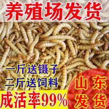 面包虫黄粉虫活虫鹦鹉鱼乌龟金龙鱼画眉鸟石蛙饲料包邮厂一件包邮