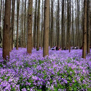 Autumn Sowing Flower Seeds Perennial Garden Flowers Arabis Seeds Arabis Seeds Cold-Resistant Outdoor Flower Seeds