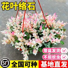 花叶络石盆栽阳台室内彩叶垂吊黄金络石藤苗好养植物庭院五彩花卉