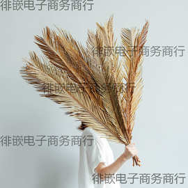 铁树叶干花干叶凤尾叶植物鱼缸造景婚庆花艺橱窗民宿装饰散尾葵叶