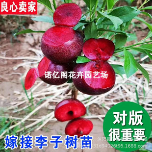 �������Ә���޽��S������÷���ӹ������ϱ����N���A�������Ʒ�N